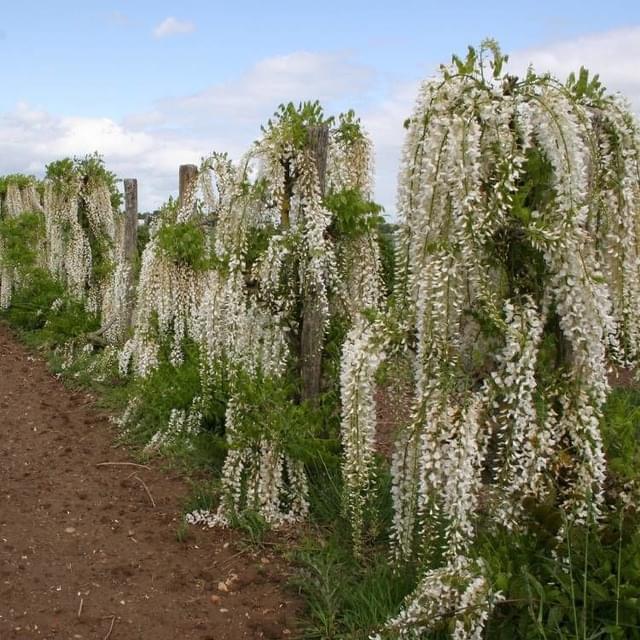Glycine du Japon Alba (D.R. / ©Pépinières Travers)