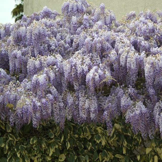 Glycine de Chine (D.R. / ©Pépinières Travers)
