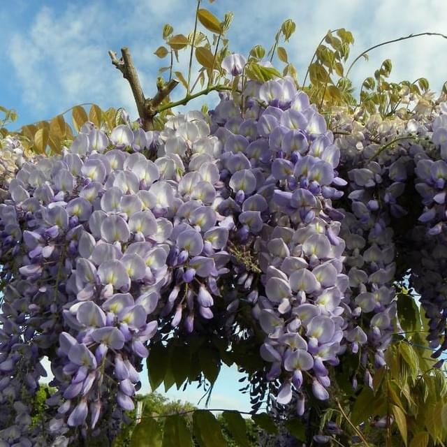 Glycine de Chine (D.R. / ©Pépinières Travers)