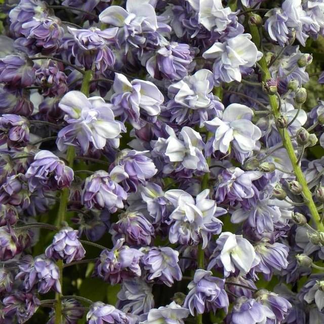Glycine du Japon Violacea Plena (D.R. / ©Pépinières Travers)