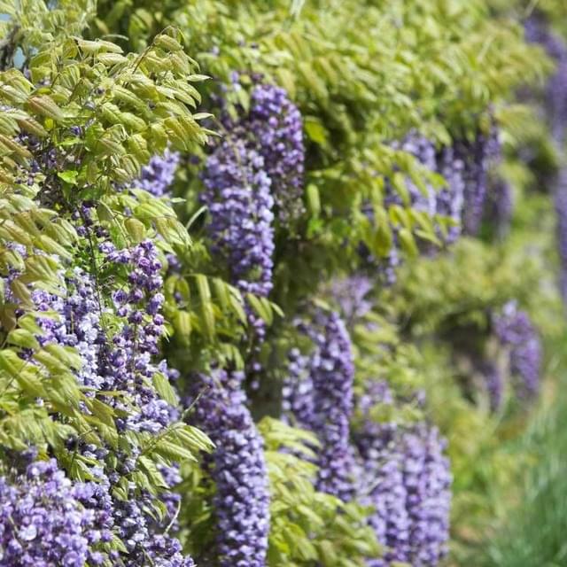 Glycine du Japon Violacea Plena (D.R. / ©Pépinières Travers)