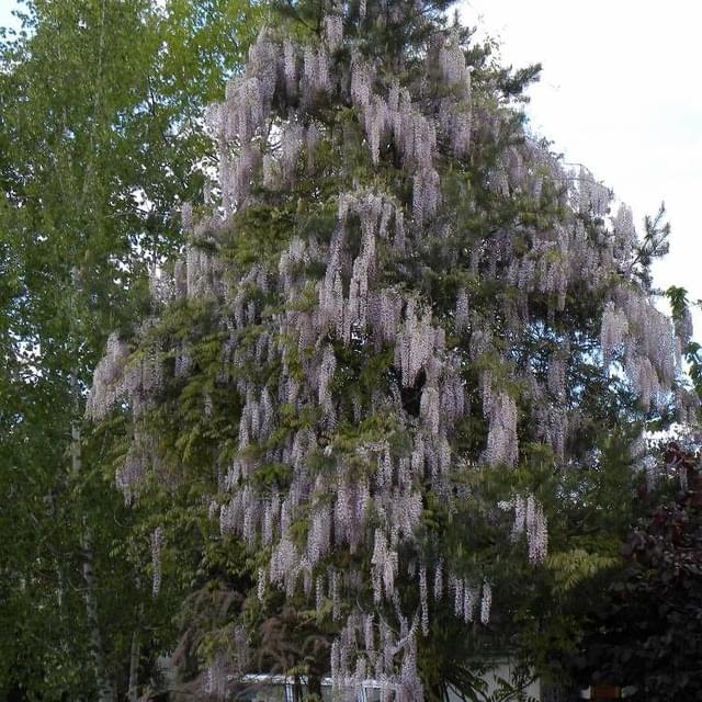 Glycine du Japon Pink Ice (D.R. / ©Pépinières Travers)