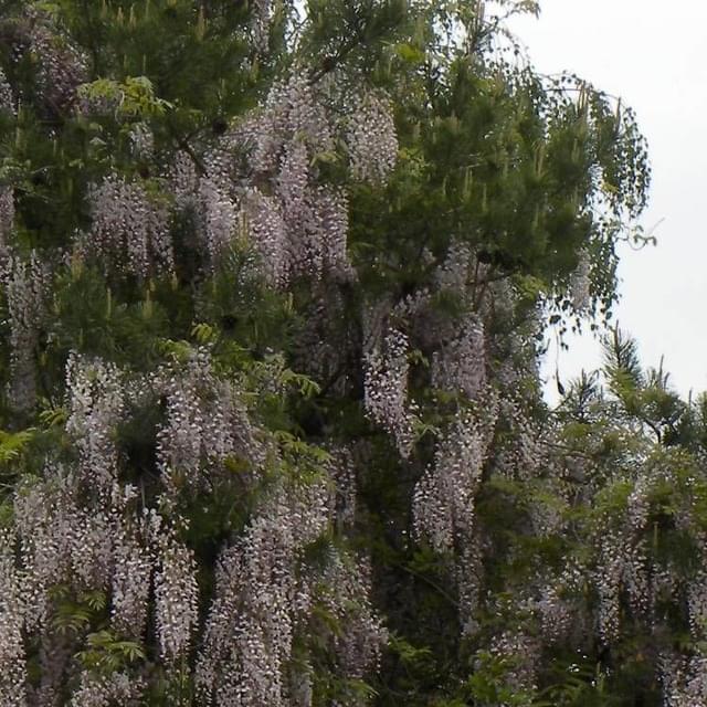Glycine du Japon Pink Ice (D.R. / ©Pépinières Travers)