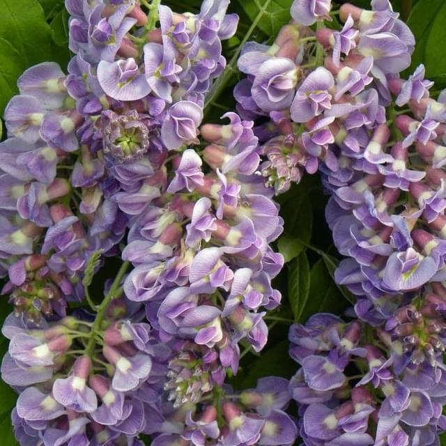 Glycine d'Amérique Amethyst Fall® (D.R. / ©Pépinières Travers)