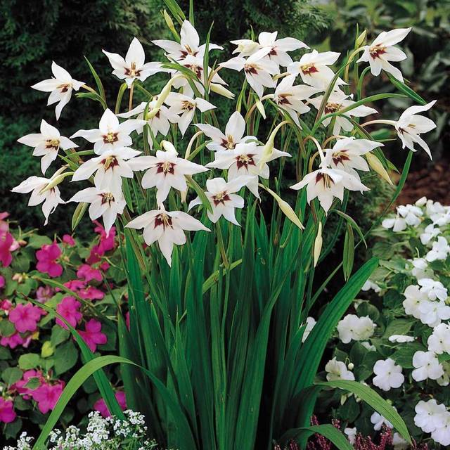 Touffe de glaïeuls d'Abyssinie (Gladiolus callianthus, syn. Acidanthera murielae)