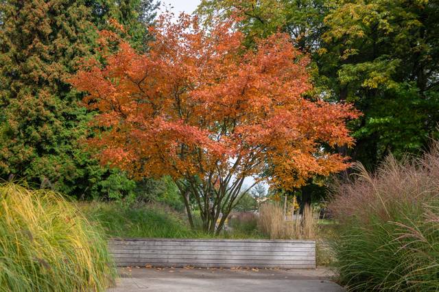 L'amélanchier : magnifiquement décoratif à l'automne
