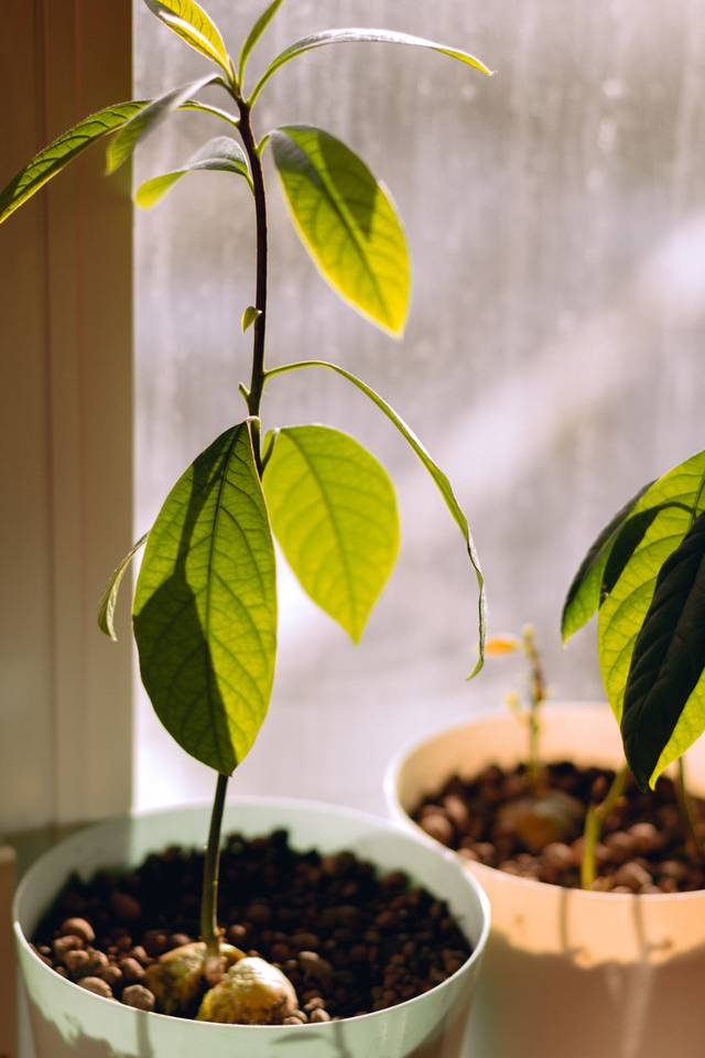 Jeune avocatier en pot