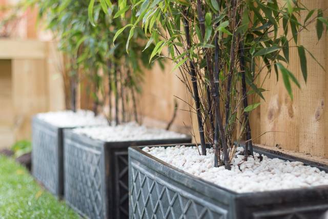 Bambous noirs (Phyllostachys nigra) cultivés en bac