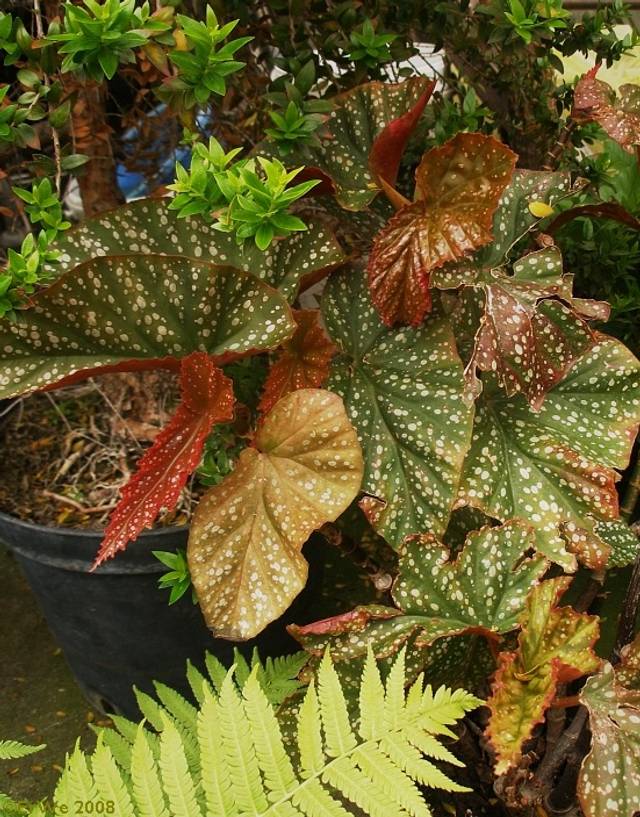 Begonia x. ‘Corallina de Lucerna’