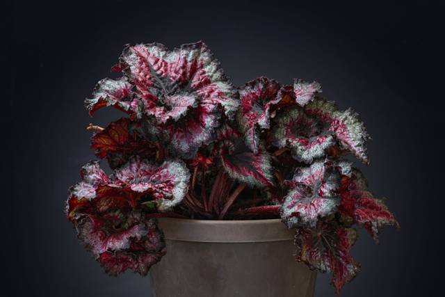 Begonia rex en pot