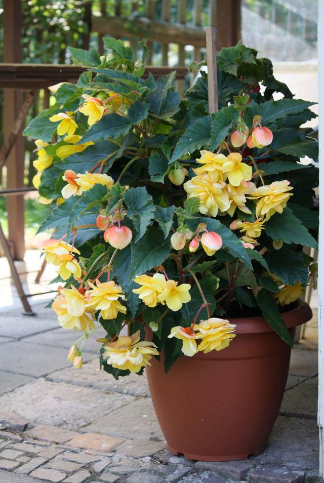 Begonia x tuberhybrida