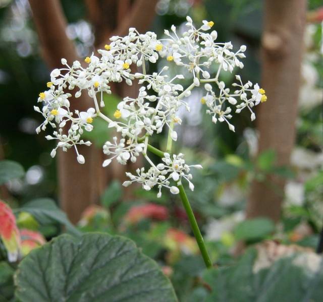 Fleurs de Begonia valida