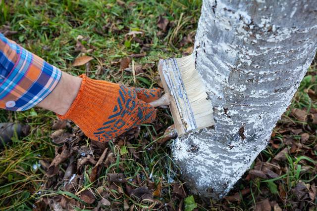 Application de chaux sur un tronc d'arbre à l'automne