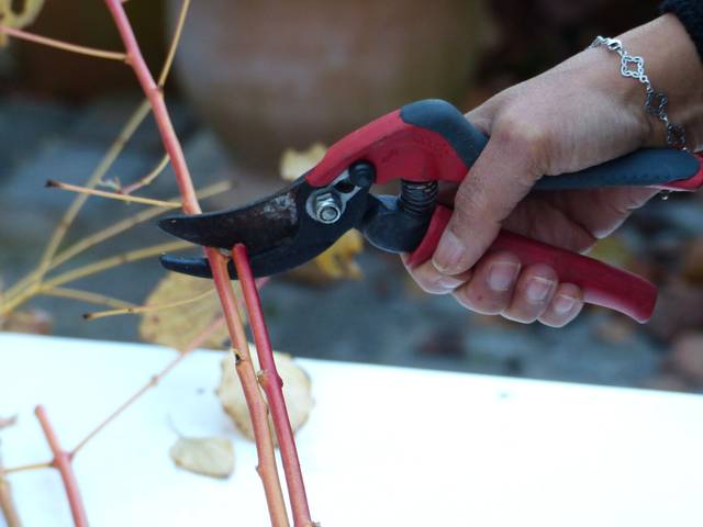 Découpe des bois à la même longueur