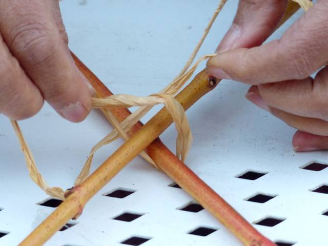 Deuxième option : ligature des bois avec du raphia