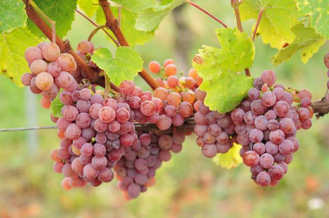 Grappes de Gewurztraminer