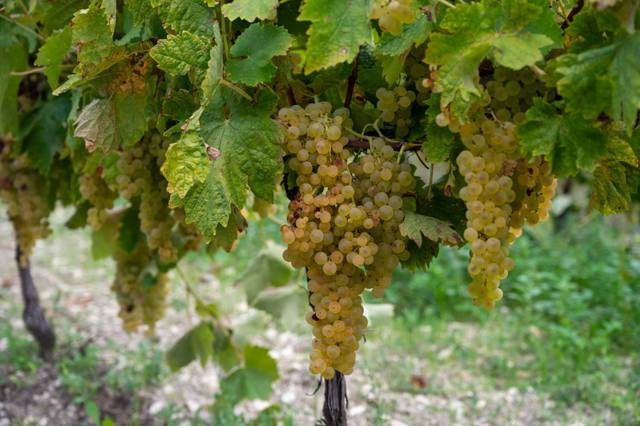 Raisin ugni blanc mûr et prêt à être récolté