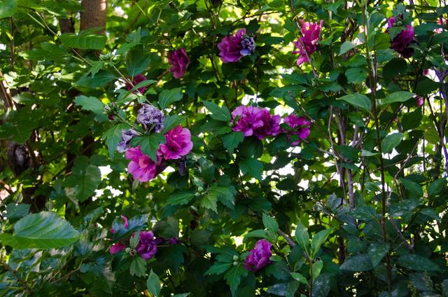 Hibiscus syriacus 'Freedom'