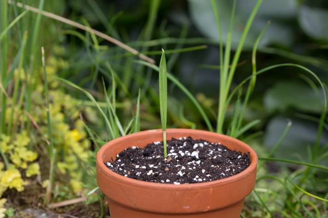Jeune plantule de palmier dattier issu de semis