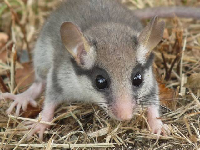 Lérot