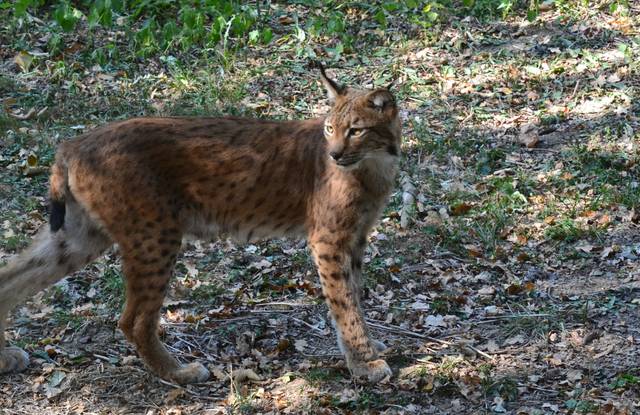 Lynx
