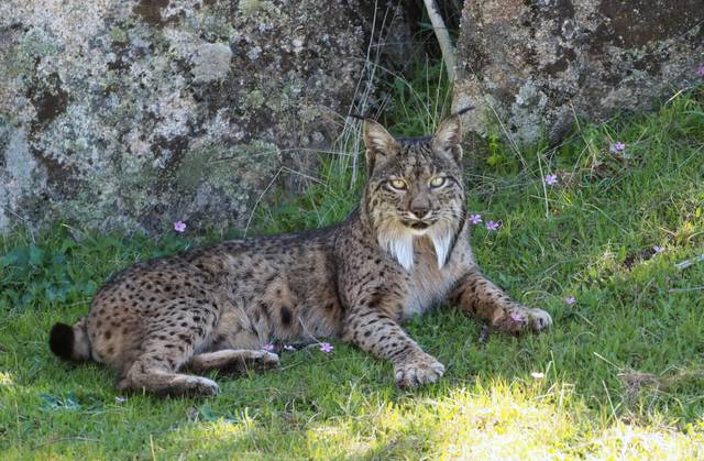 Lynx d'Espagne, Lynx pardinus