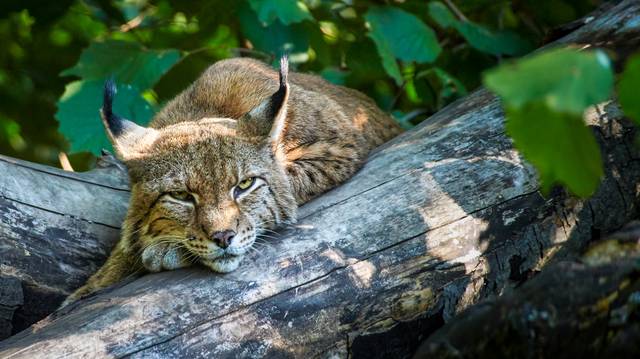 Lynx d'Eurasie, Lynx lynx