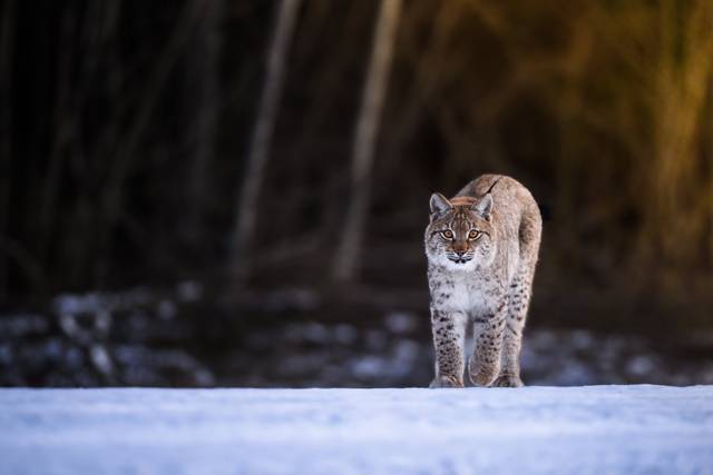 Lynx d'Eurasie, Lynx lynx (jeune femelle)