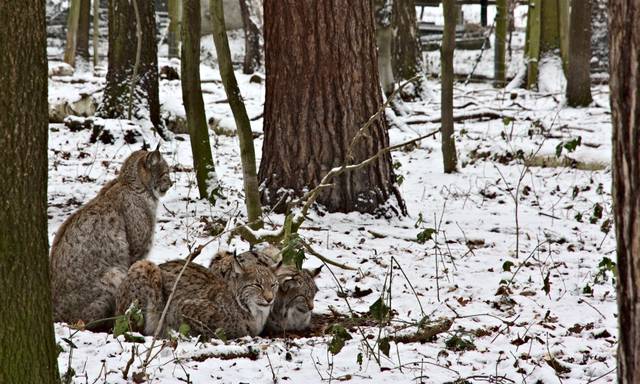 Famille de lynx en hiver