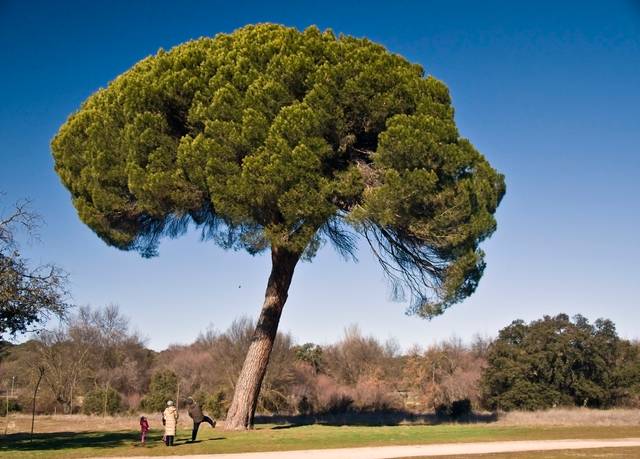 Majestueux pin parasol, Pinus pinea