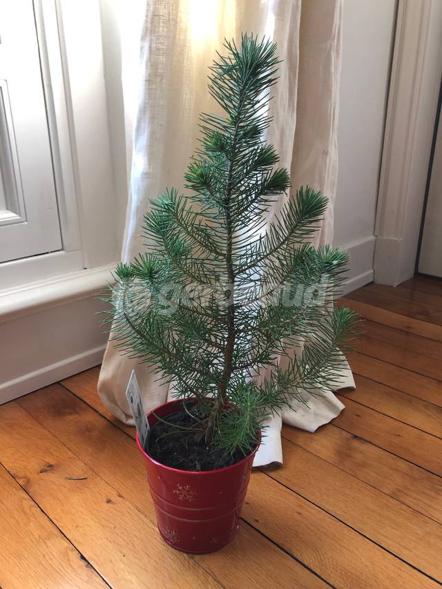 Jeune pin parasol vendu en pot pour les fêtes