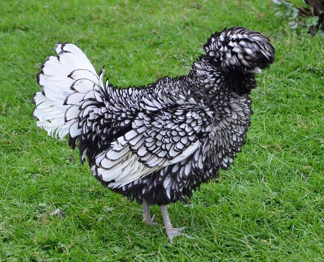 Poule Padoue argentée lisérés noirs