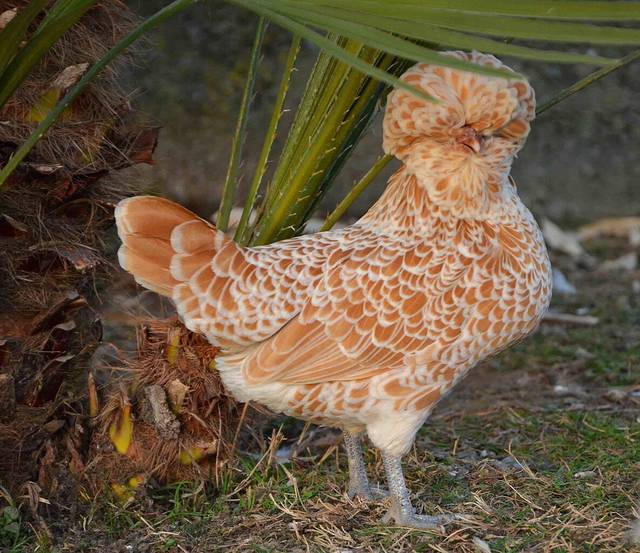 Poule Padoue dorée à lisérés blancs
