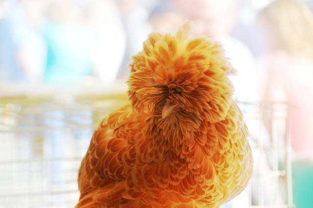 Poule Padoue naine