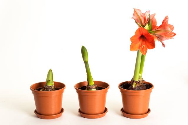 Croissance d'un amaryllis - Heino Pattschull / Adobe Stock