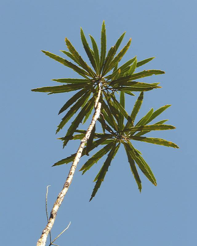 Pseudopanax crassifolius