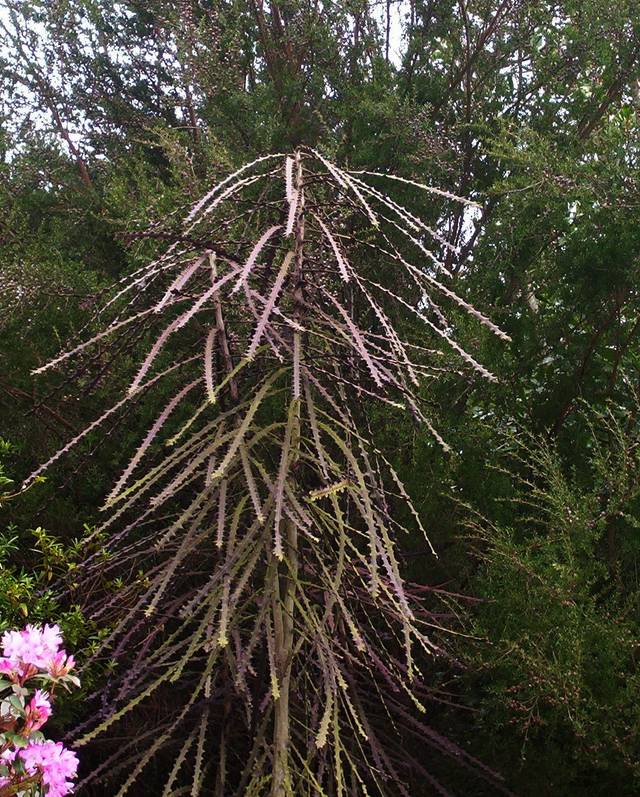 Pseudopanax ferox