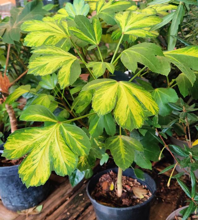Pseudopanax lessonii 'Gecko Gold' en conteneur