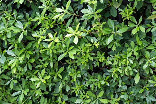 Pseudopanax lessonii conduit en haie