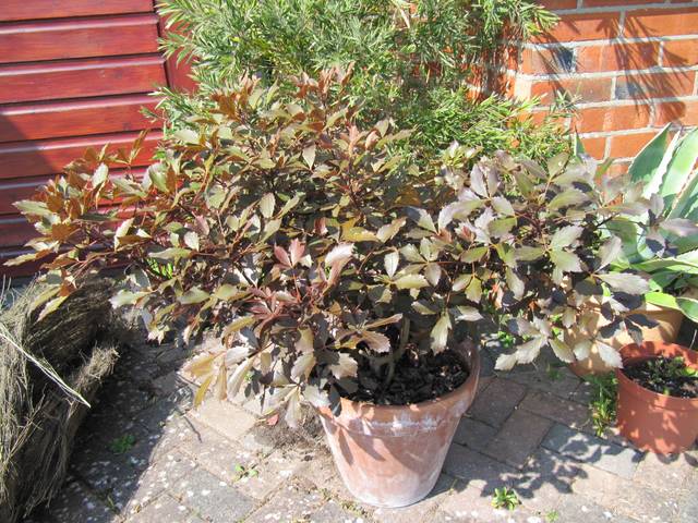 Pseudopanax lessonii 'Rangatira' en pot