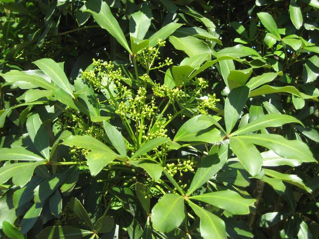 Pseudopanax lessonii : feuillage et fruits en devenir