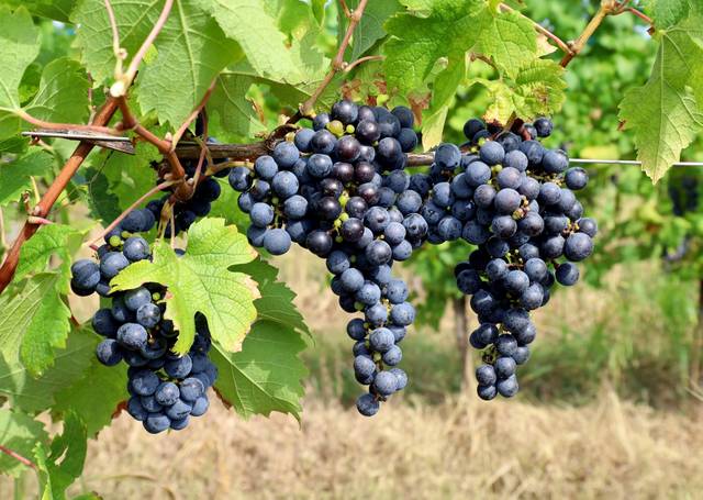 Grappes de Cabernet franc