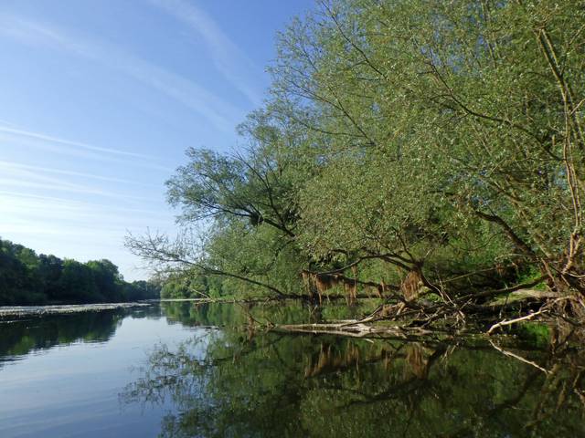 Ripisylve avec branches mortes en bordure de cours d'eau