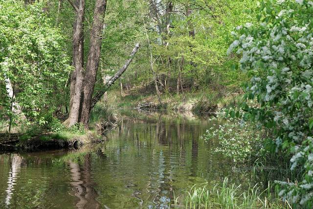Ripisylve : végétation de berges d'un petit cours d'eau