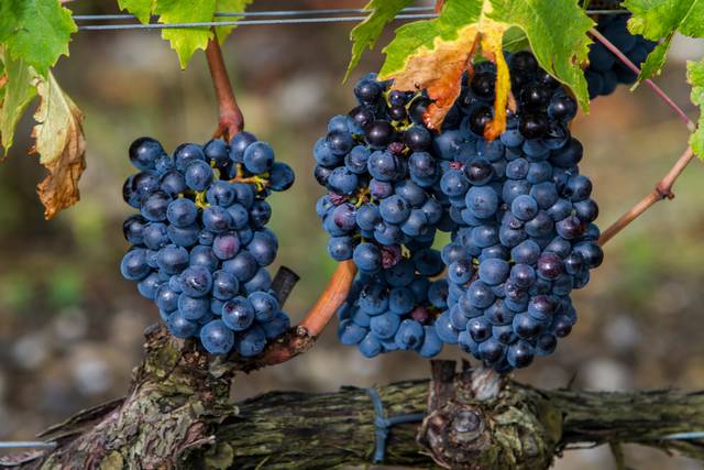 Raisins Nielluccio (ou Sangiovese en Toscane)