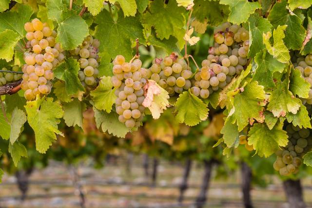 Grappes de Chardonnay