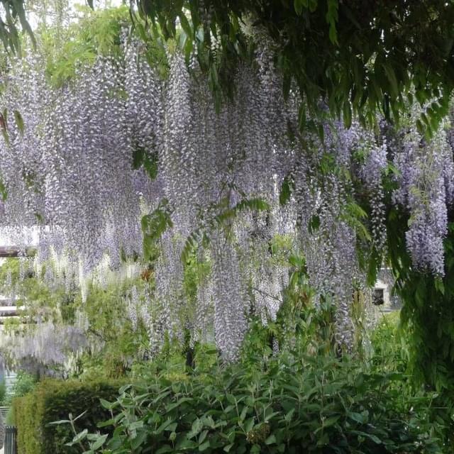 Glycine du Japon Macrobotrys (D.R. / ©Pépinières Travers)