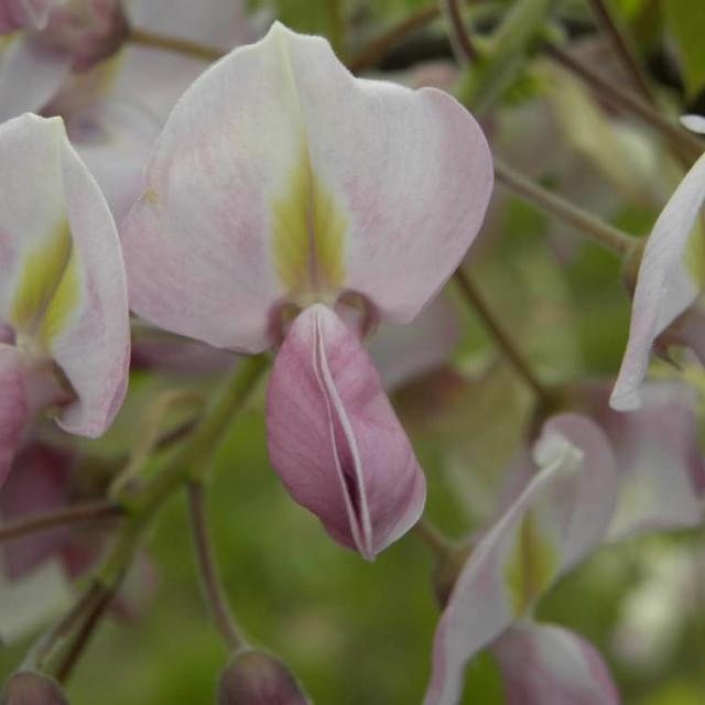 Glycine soyeuse Rosea (D.R. / ©Pépinières Travers)