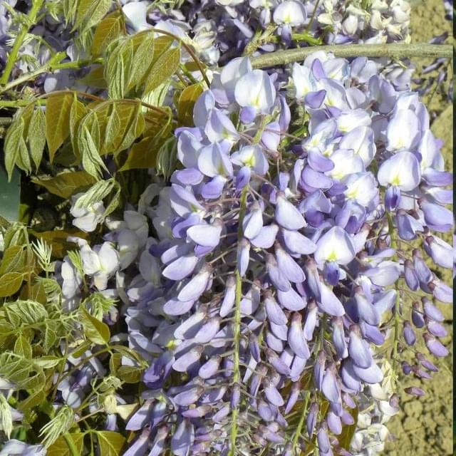 Glycine de Chine Prolific (D.R. / ©Pépinières Travers)