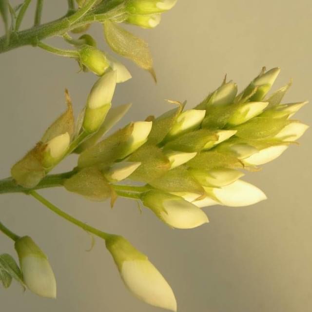 Glycine soyeuse Kapiteyn Fuji (D.R. / ©Pépinières Travers)